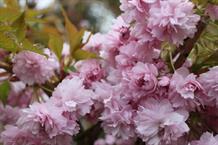 Japansk hængekirsebær 'Kiku-shidare-Sakura'